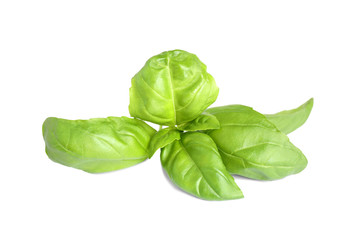 Fresh green basil leaves isolated on white