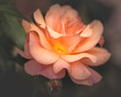 orange rose