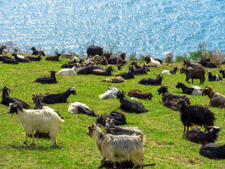 sheep herd