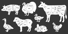 Black And White Farm Animal Meat Body Part Guide - Hand Drawn Animals