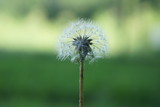Fototapeta Dmuchawce - dandelion on background of green grass