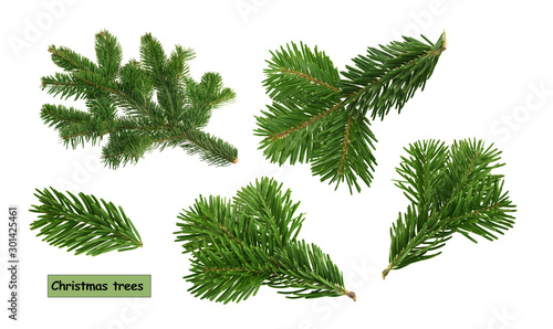 Fotomural christmas trees isolated on white background