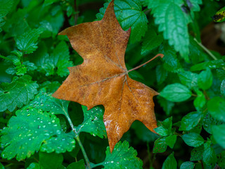 yellow leaf, sign of autumn, among lush green leaves