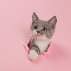 The kitten is looking through torn hole in pink paper. Playful mood kitty. Unusual concept, copy space.