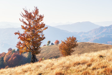 Wall Mural - picturesque autumn meadow with wooden house and red beech trees in the carpathian mountains, ukraine