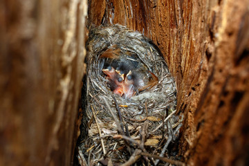 Wall Mural - Certhia familiaris. The nest of the Tree Creeper in nature.