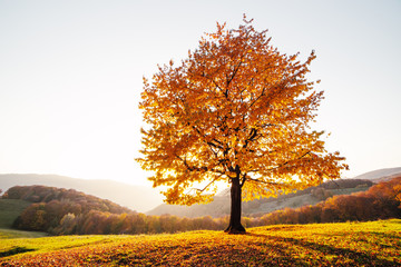 majestic beech tree with sunny beams at autumn mountain valley. dramatic colorful evening scene. car