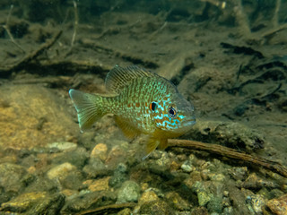 Pumpkinseed sunfish swimming wild in a lake in north Quebec, Canada.