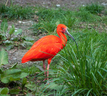 Ibis, Bright Red Beautiful Bird Walking On The Ground Against A Background Of Green Grass
