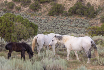 Wall Mural - Beautiful Wild Horses in Sand Wash Basin Colorado in Summer