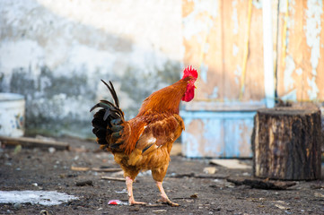 Wall Mural - Chickens on traditional free range poultry farm