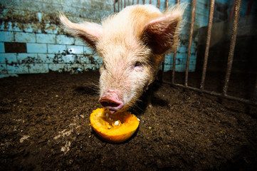 Wall Mural - Pig on a farm