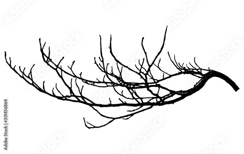 Cuadros en Lienzo Chestnut branch silhouette. Tree branch, vector illustration.