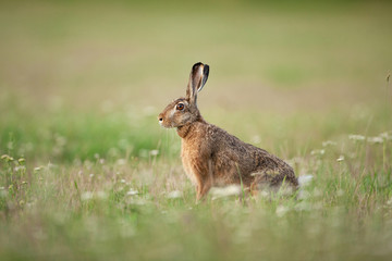 Wall Mural - european hare, lepus europaeus, czech nature