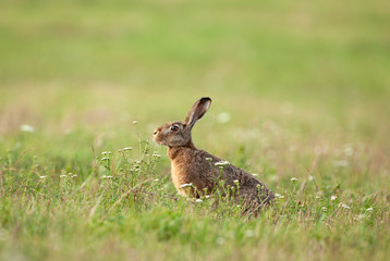 Wall Mural - european hare, lepus europaeus, czech nature