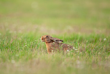 Wall Mural - european hare, lepus europaeus, czech nature