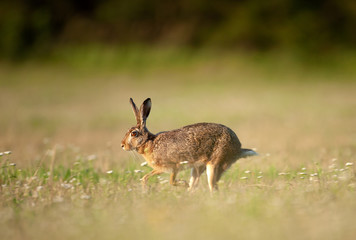Wall Mural - european hare, lepus europaeus, czech nature