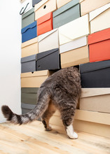 Funny Cat Playing Hide And Seek Or Curious, He Climbed Into A Pile Of Folded Shoe Boxes And Only His Hind Legs And Tail Are Visible.