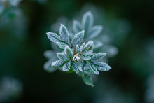 Succulent Plant With Leaves Covered With Hoarfrost On Blurred Background