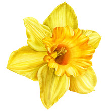 Yellow Narcissus On An Isolated White Background, Watercolor, Hand-drawing, Botanical Painting