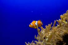  Little Colorful Clown Fish Swimming Among Anemones In The Blue Saltwater Aquarium