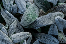 Hairy Green Leaves Of Garden Plants, Close View 