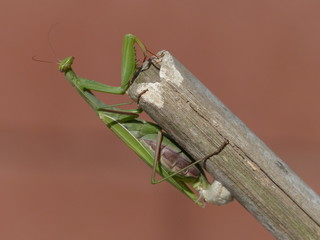 Sticker - Mantis at yard