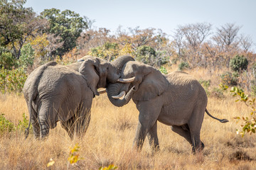 Wall Mural - Two big male Elephants playing.