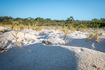 Poster - Green sea turtle hatchling on the beach.