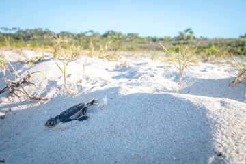 Poster - Green sea turtle hatchling on the beach.