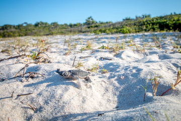 Wall Mural - Green sea turtle hatchling on the beach.