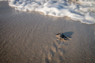 Poster - Green sea turtle hatchling on the beach.