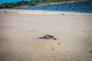 Wall Mural - Green sea turtle hatchling on the beach.