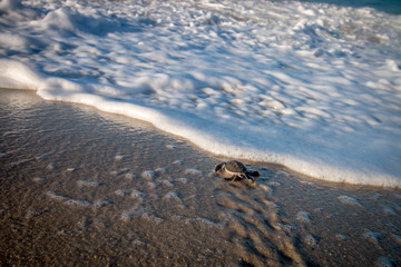 Green sea turtle hatchling on the beach.