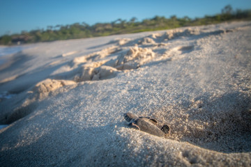 Poster - Green sea turtle hatchling on the beach.