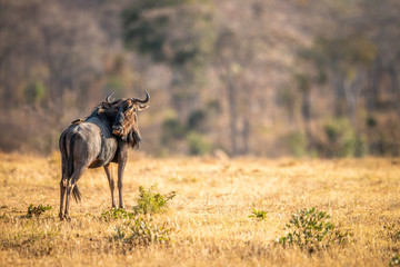 Wall Mural - Blue wildebeest standing in the grass.