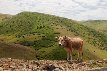 cow on the meadow