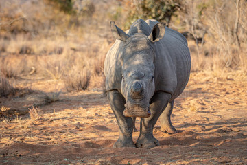 Wall Mural - Dehorned White rhino starring at the camera.