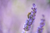 Fototapeta Lawenda - Bee on a flower