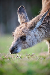 Wall Mural - Wild Kangaroos and joeys on open grass land in Gold Coast, Queensland, Australia