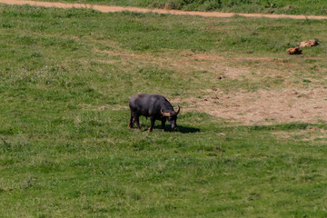 Wall Mural - a water buffalo in a green meadow near a lake