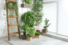 Green Houseplants Near White Wall In Room