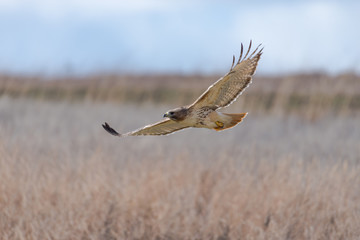 Wall Mural - closeup of a red-tailed hawk in flight.