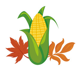 Wall Mural - sweet corn with autumn leaves on white background