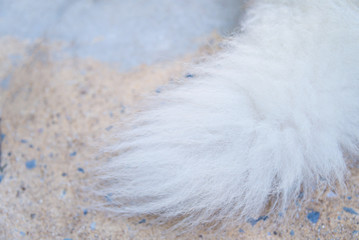  Parts of the body of a Siberian dog.happy muzzle Siberian husky. close up husky dog.The dog's fur is soft and supple.Selection focus.