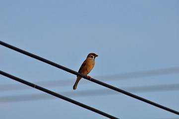 bird perching wire