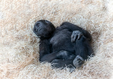 The Young Western Lowland Gorilla (Gorilla Gorilla Gorilla) Is Lying On Heap Of The Shavings.