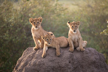 Three Lion Cubs On A Termite Mound