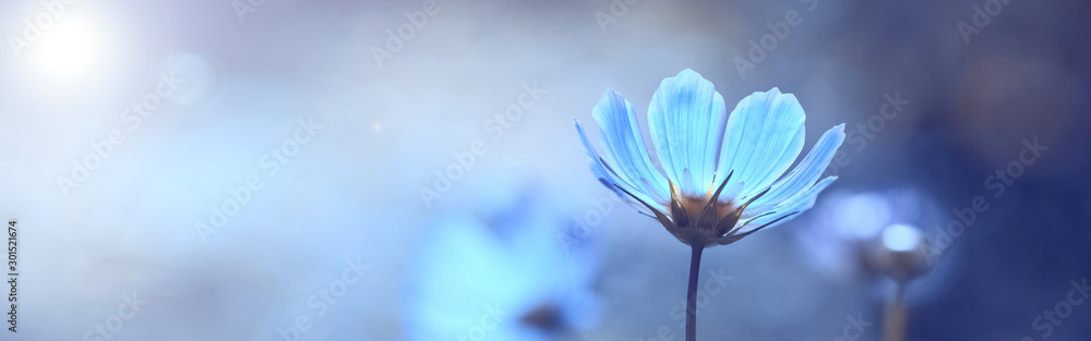 Blue beautiful flower on a beautiful toned blurred background, border. Delicate floral background, selective soft focus. - obrazy, fototapety, plakaty 
