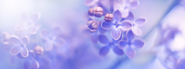 Wall Mural - beautiful spring border flowers lilac in the sunlight, soft selective focus.